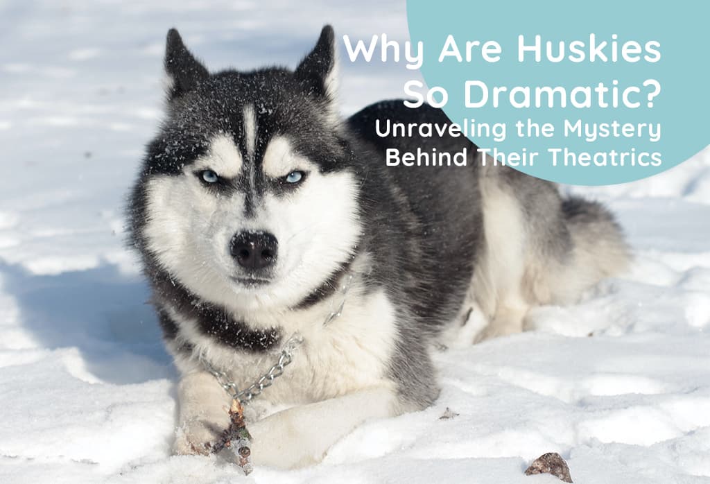 Why Are Huskies So Dramatic? Unraveling the Mystery Behind Their Theatrics