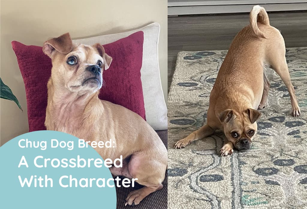 Chug Dog Breed Crossbreed Facts & Pictures