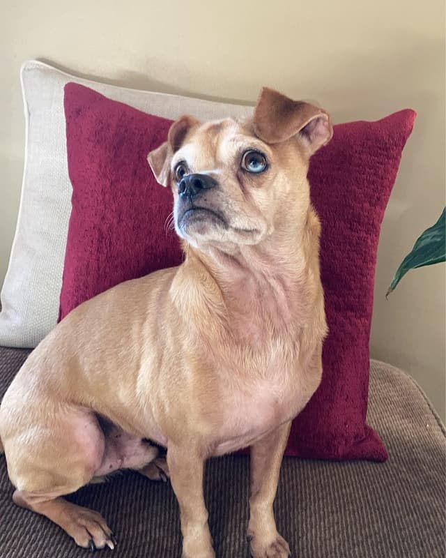 Chug Dog Mixed Breed dog sitting on the sofa, Chihuahua-pug mix