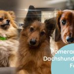 Dachshund Mix With Pomeranian Breed Facts