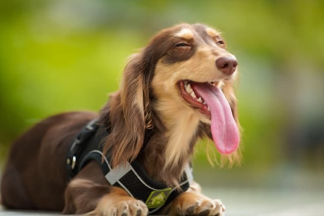 Dachshund with its tongue out