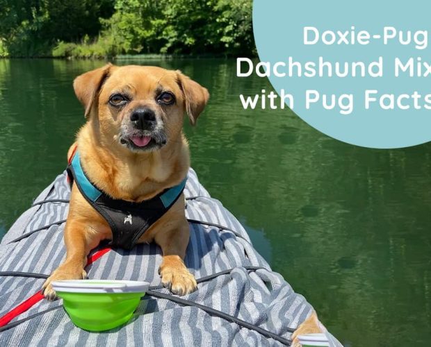 Doxie-Pug: Dachshund Mix with Pug Facts