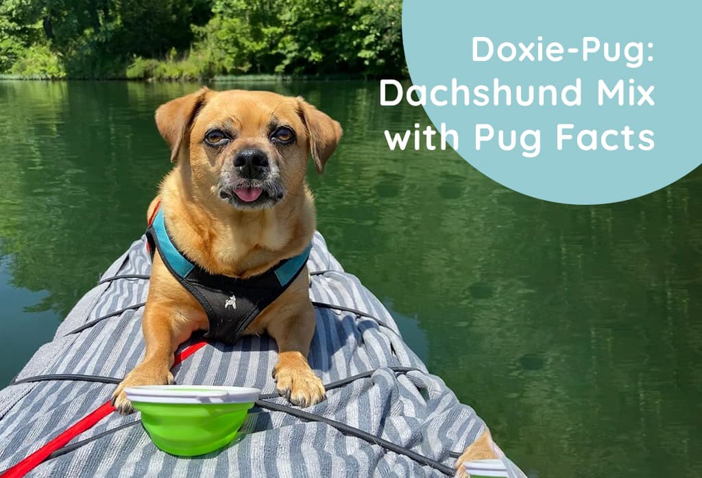 Doxie-Pug: Dachshund Mix with Pug Facts