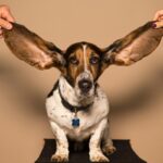 Dog ears