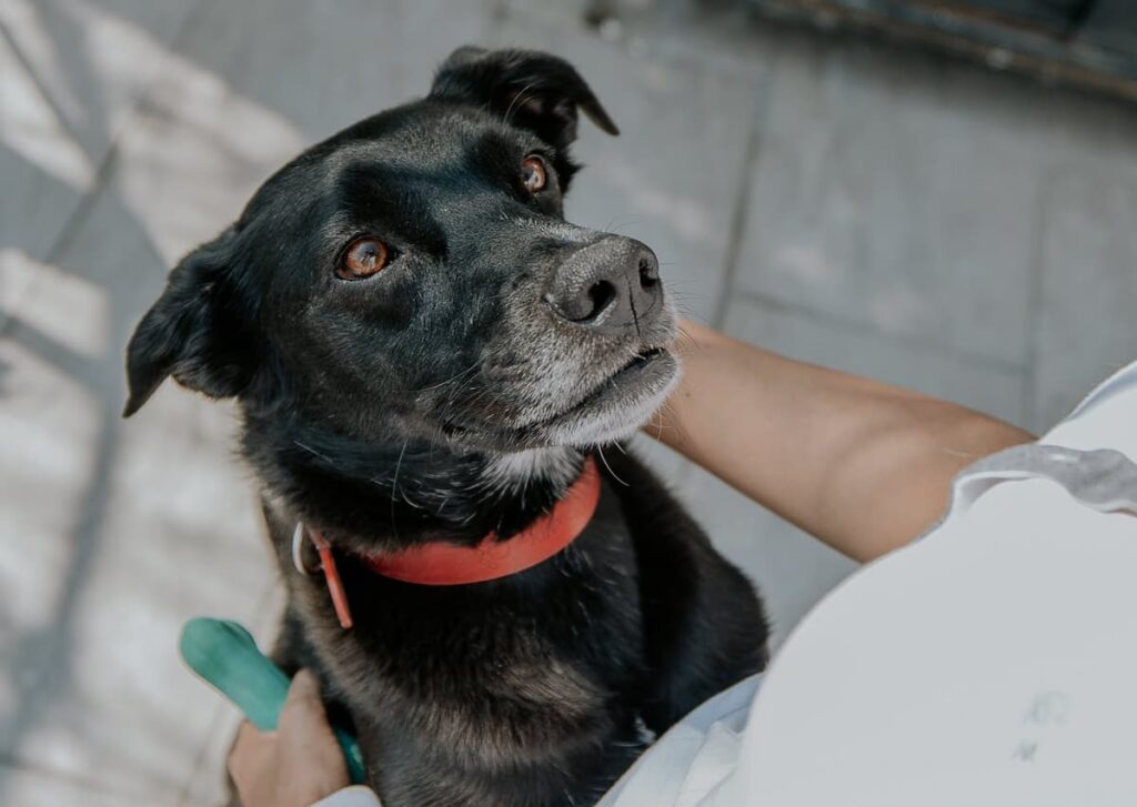 Why Do Dogs Lean On You When You Pet Them? Weary Panda