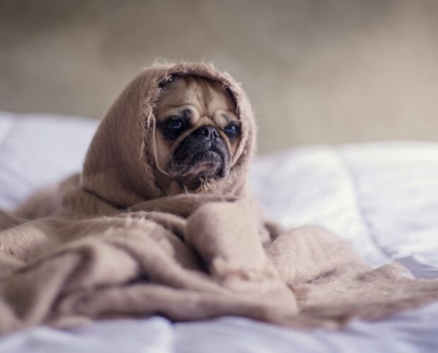 Dog in blanket