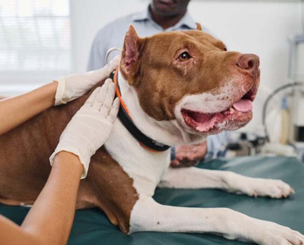 Pit bull Dog Found After Six Years Thanks to Microchip