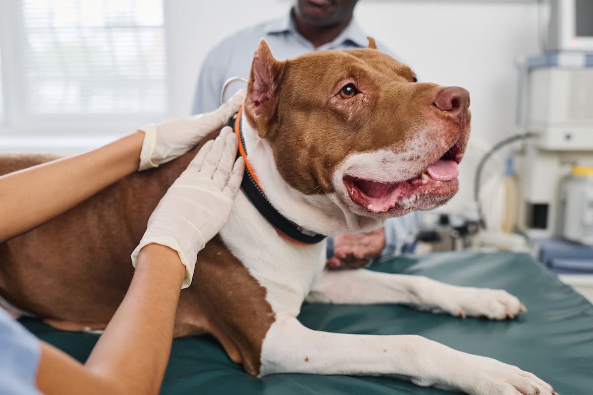 Pit bull Dog Found After Six Years Thanks to Microchip