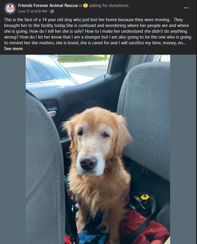 Senior dog abandoned by owner facebook post
