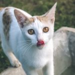 Australia plans to eliminate feral cats