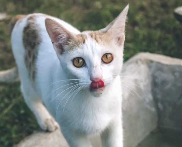 Australia plans to eliminate feral cats