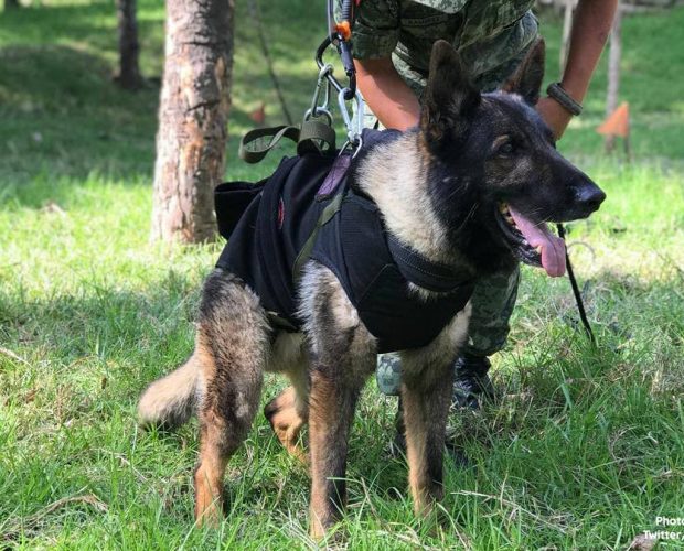 Proteo, a heroic rescue dog from Mexico