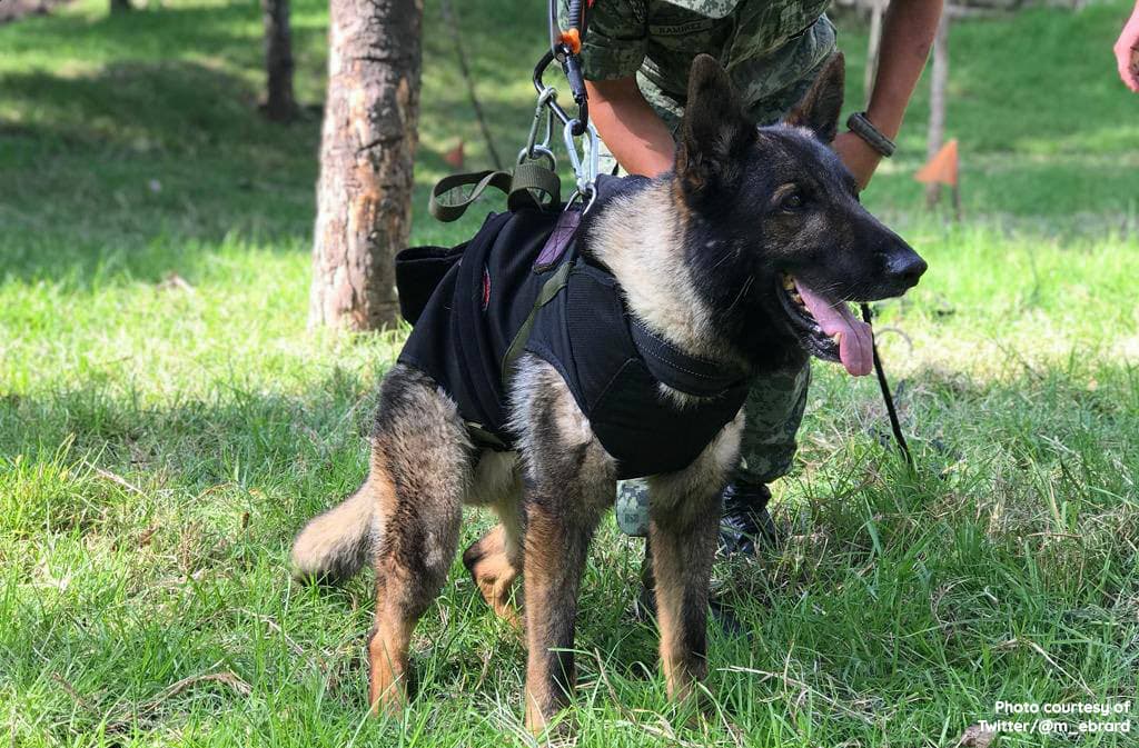 Proteo, a heroic rescue dog from Mexico