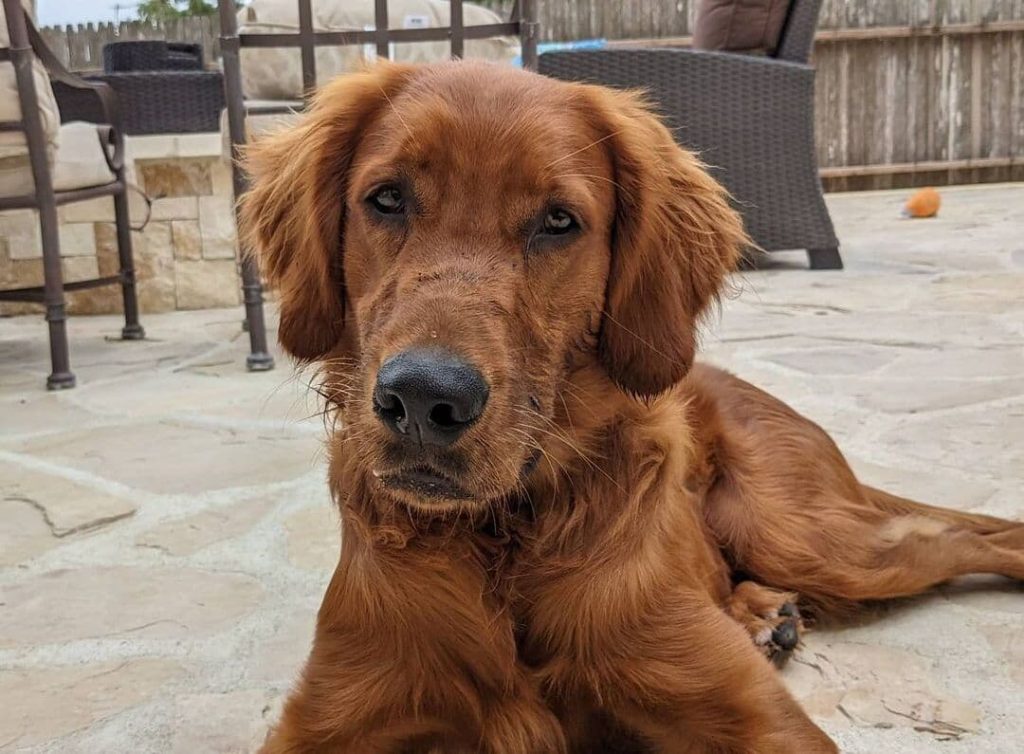 Golden Irish (Irish Setter & Golden Retriever Mix) Facts