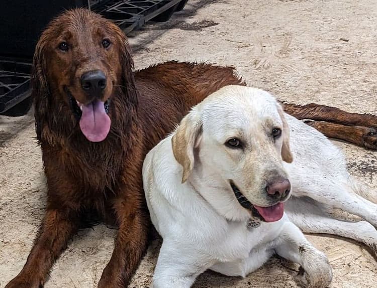 Golden Irish (Irish Setter & Golden Retriever Mix) dog beside a labrador