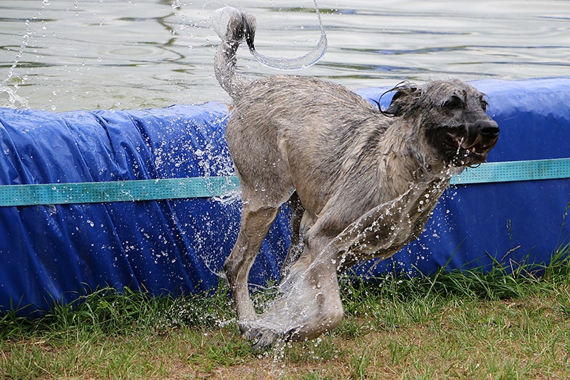 wet irish wolfhound running
