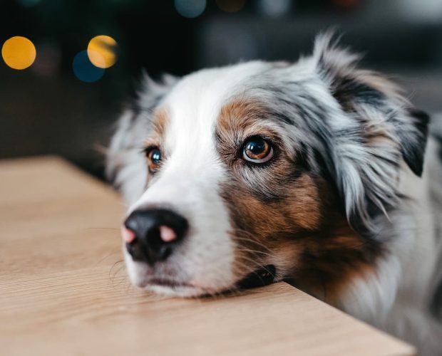 How Do Dogs Feel Pain: Understanding Canine Discomfort