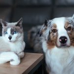 Why Do Dogs Make Better Pets Than Cats