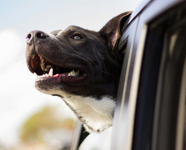 Dog in car