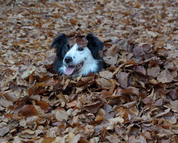 Dog buried in leaves