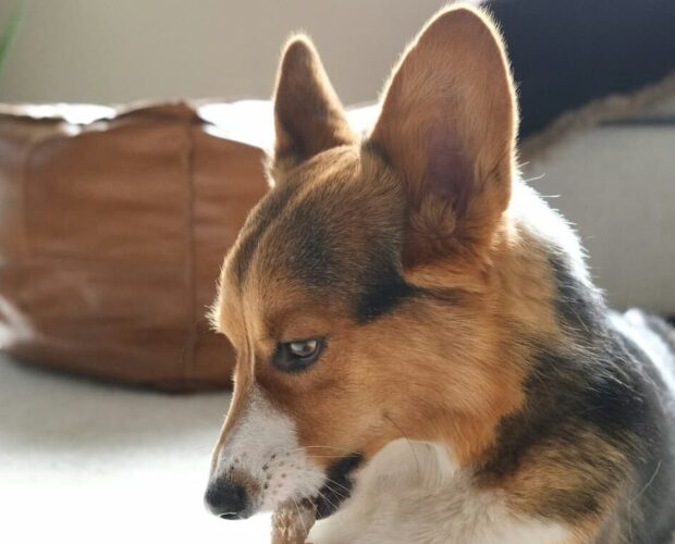 Dog chewing on bone