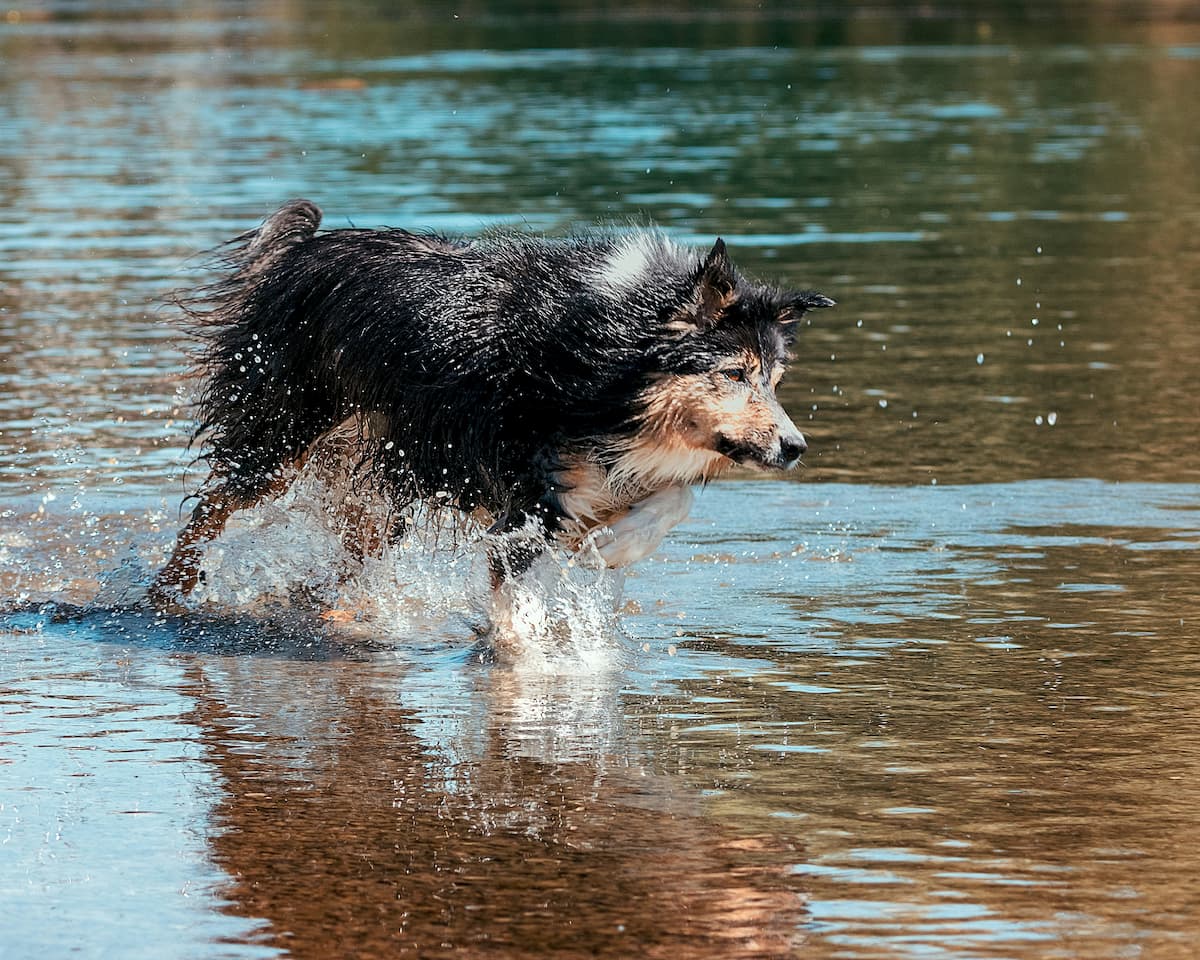 Dog splash