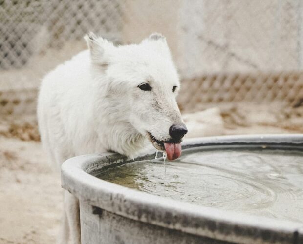 Wolf lapping up water
