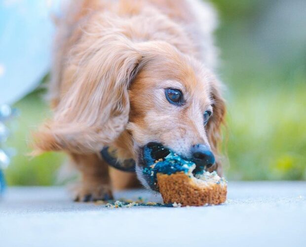 Dog eating cupcake