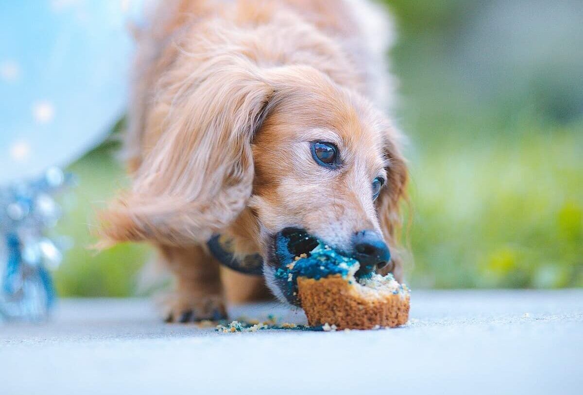 Dog eating cupcake