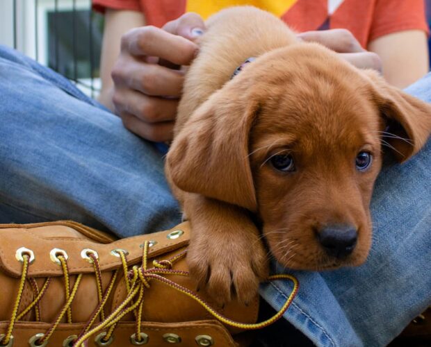 Dog laying on person