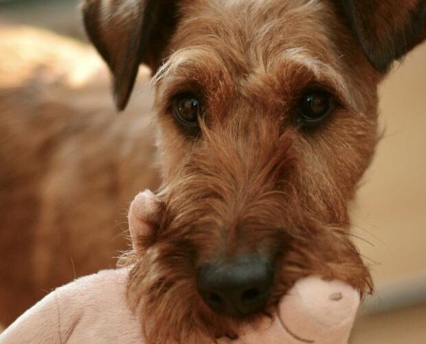 Dog with toy