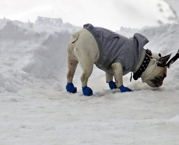 Dog wearing shoes