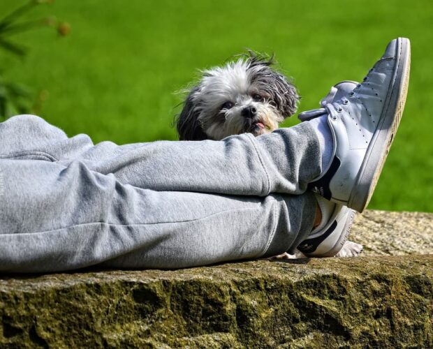 Dog and feet