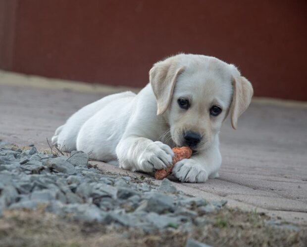 Dog eating off ground