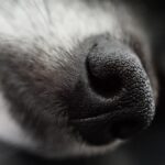 Dog nose