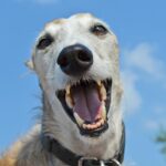 Greyhound teeth