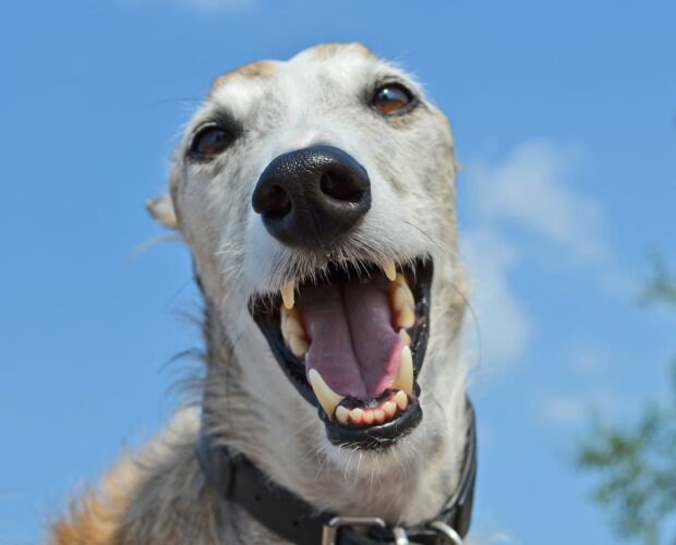 Greyhound teeth