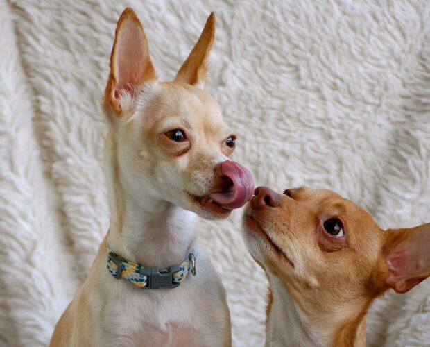 Dog licking dog