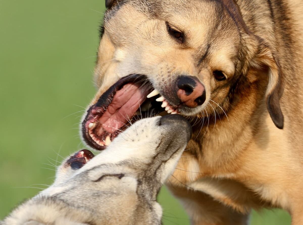 Dogs fighting
