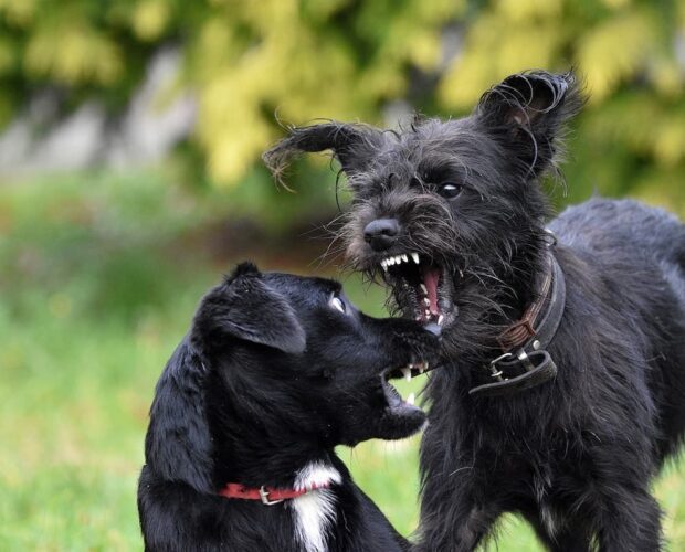 Dogs fighting