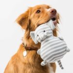 Dog with plush toy in mouth