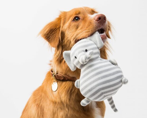 Dog with plush toy in mouth