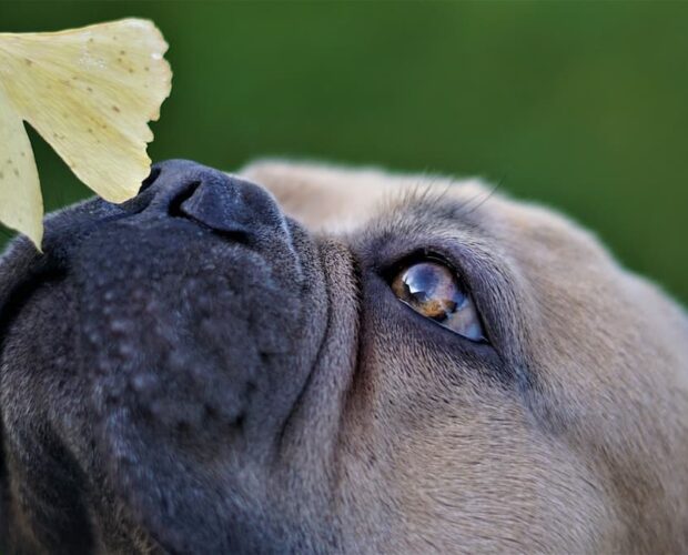 Bulldog smelling gingko