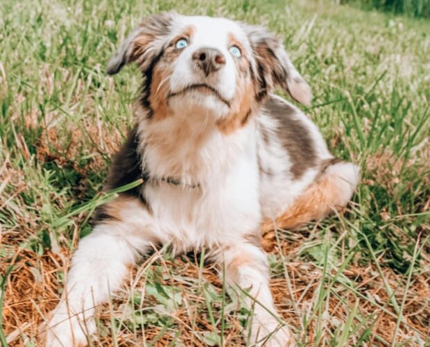 Dog in sun