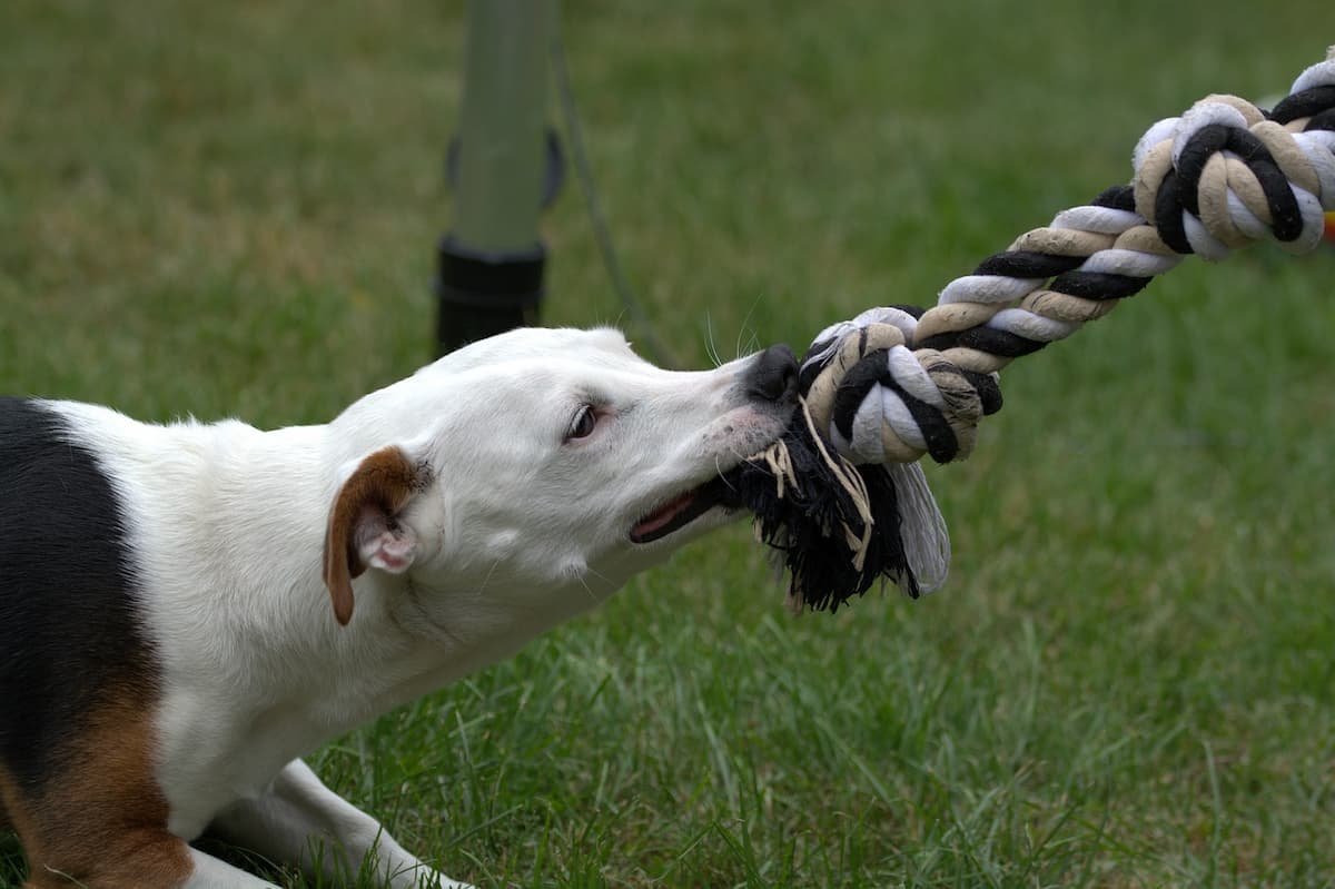 Dog tugging on rope