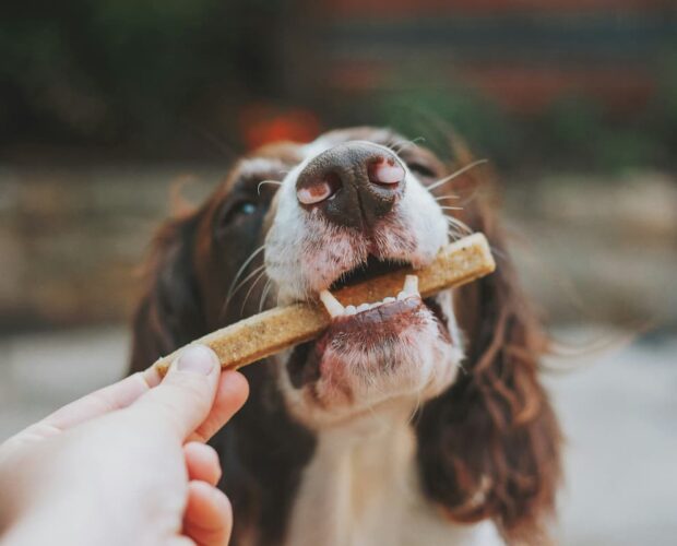 Dog with treat