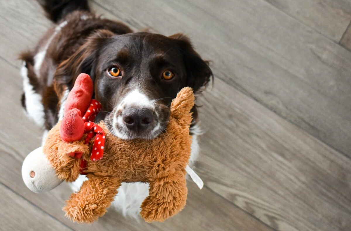 Dog with plush in mouth