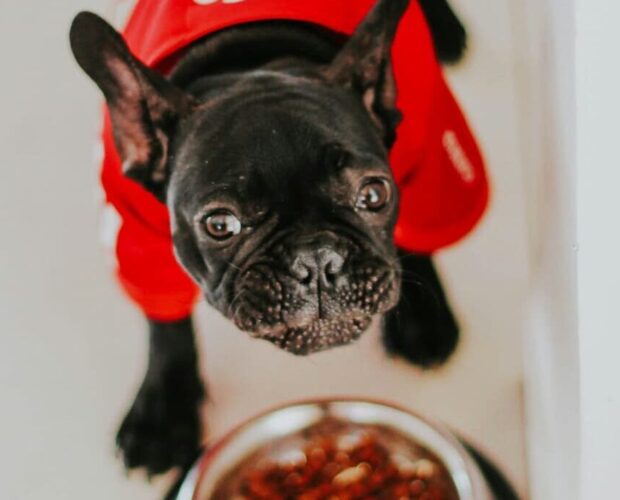 Dog and bowl