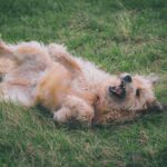 Dog rolling on grass