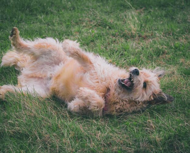 Dog rolling on grass